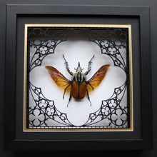 Load image into Gallery viewer, Tracery Lace African Flower Beetle