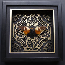 Load image into Gallery viewer, Key Flame Cicada Display