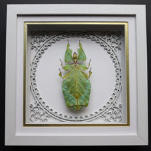 Load image into Gallery viewer, ANGELIC giant leaf mimic