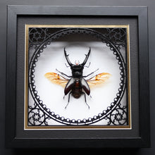 Load image into Gallery viewer, Chain Scape Giant Stag Display