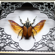 Load image into Gallery viewer, Tracery Lace African Flower Beetle