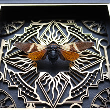 Load image into Gallery viewer, Key Flame Cicada Display