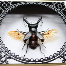 Load image into Gallery viewer, Chain Scape Giant Stag Display