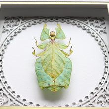 Load image into Gallery viewer, ANGELIC giant leaf mimic